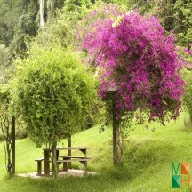 Tranh dán tường cho phòng khách đẹp tại Hà Nội NA - 223